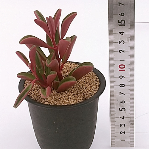 Top【選抜株】多肉植物　360833グラベオレンス　24個　鉢無し/脱土 ペペロミア グラベオレンス 3号鉢 多肉植物 ハッチナーセリー 通販