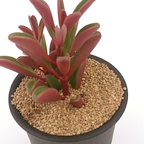 ペペロミア グラベオレンス 3号鉢 多肉植物 ハッチナーセリー 通販
