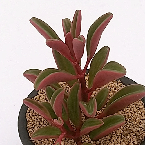 ペペロミア グラベオレンス 3号鉢 多肉植物 ハッチナーセリー 通販