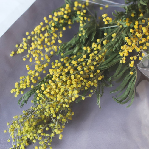 Spring flower〜ミモザのフライングフラワー○ドライフラワー Spring flower〜ミモザのフライングフラワー○ドライフラワー