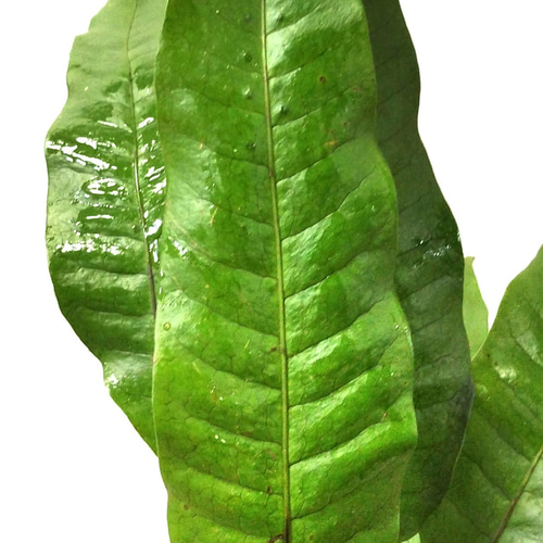 クリハラン シダ植物 その他素材 earth green 通販 15406668｜Creema
