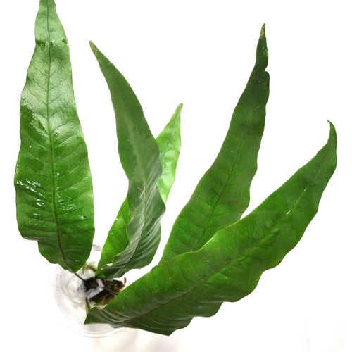 クリハラン 大きい株 天然 山野草 庭 盆栽 シダ植物 四季の山野草（クリハラン）