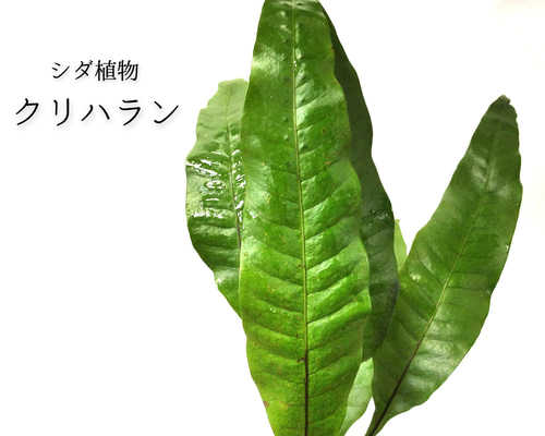 クリハラン 大きい株 天然 山野草 庭 盆栽 シダ植物 クリハラン シダ植物 その他素材 earth green 通販 15406668｜Creema