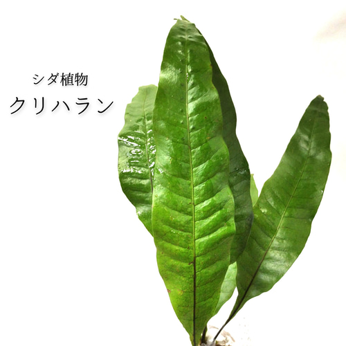 クリハラン 大きい株 天然 山野草 庭 盆栽 シダ植物 クリハラン シダ植物 その他素材 earth green 通販 15406668｜Creema
