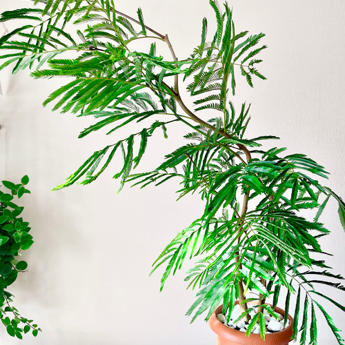 【一点限定】エバーフレッシュ 曲がり 花芽付き Lサイズ 観葉植物 calm 一点限定】エバーフレッシュ 曲がり 花芽付き Lサイズ 観葉植物 calm