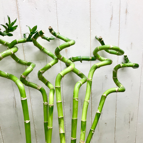 Swarovski ミリオンバンブー 51Vb1xfLW3L._AC_UF350,