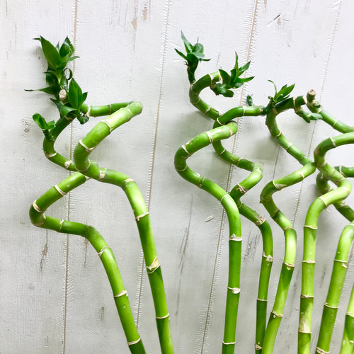 幸運竹 スパイラルバンブー ミリオンバンブー 70cm 9本 その他