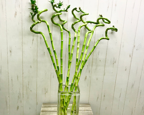 幸運竹 スパイラルバンブー ミリオンバンブー 70cm 9本 その他