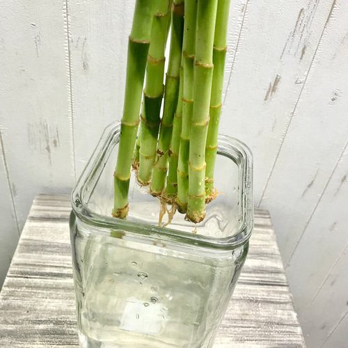 幸運竹 スパイラルバンブー ミリオンバンブー 70cm 9本 その他