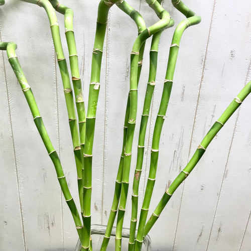 幸運竹 スパイラルバンブー ミリオンバンブー 70cm 9本 その他