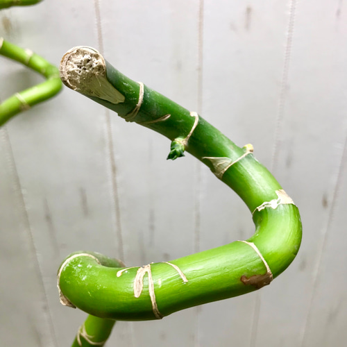 幸運竹 スパイラルバンブー ミリオンバンブー 70cm 9本 その他