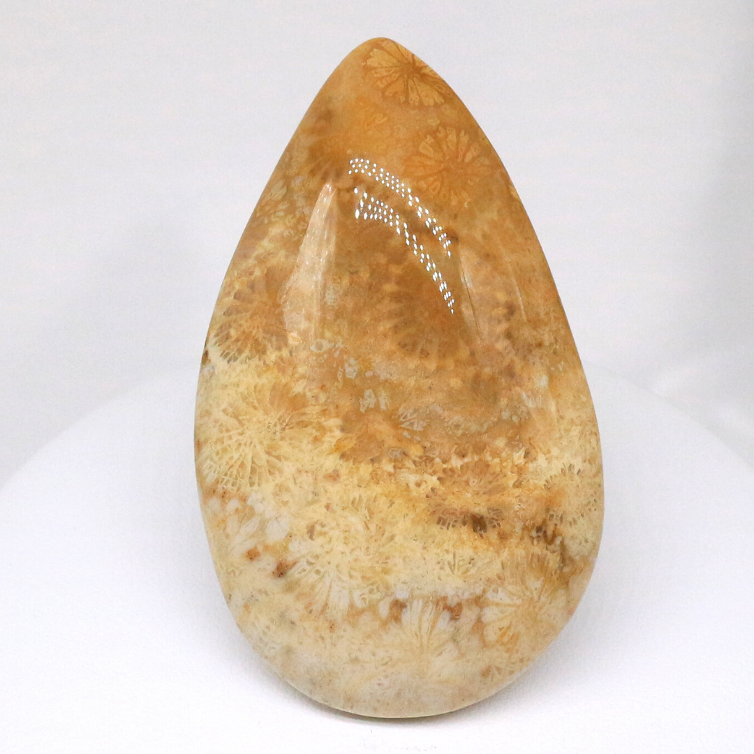 AG-KSK-08 天然石 ルース 化石 珊瑚（コーラル）