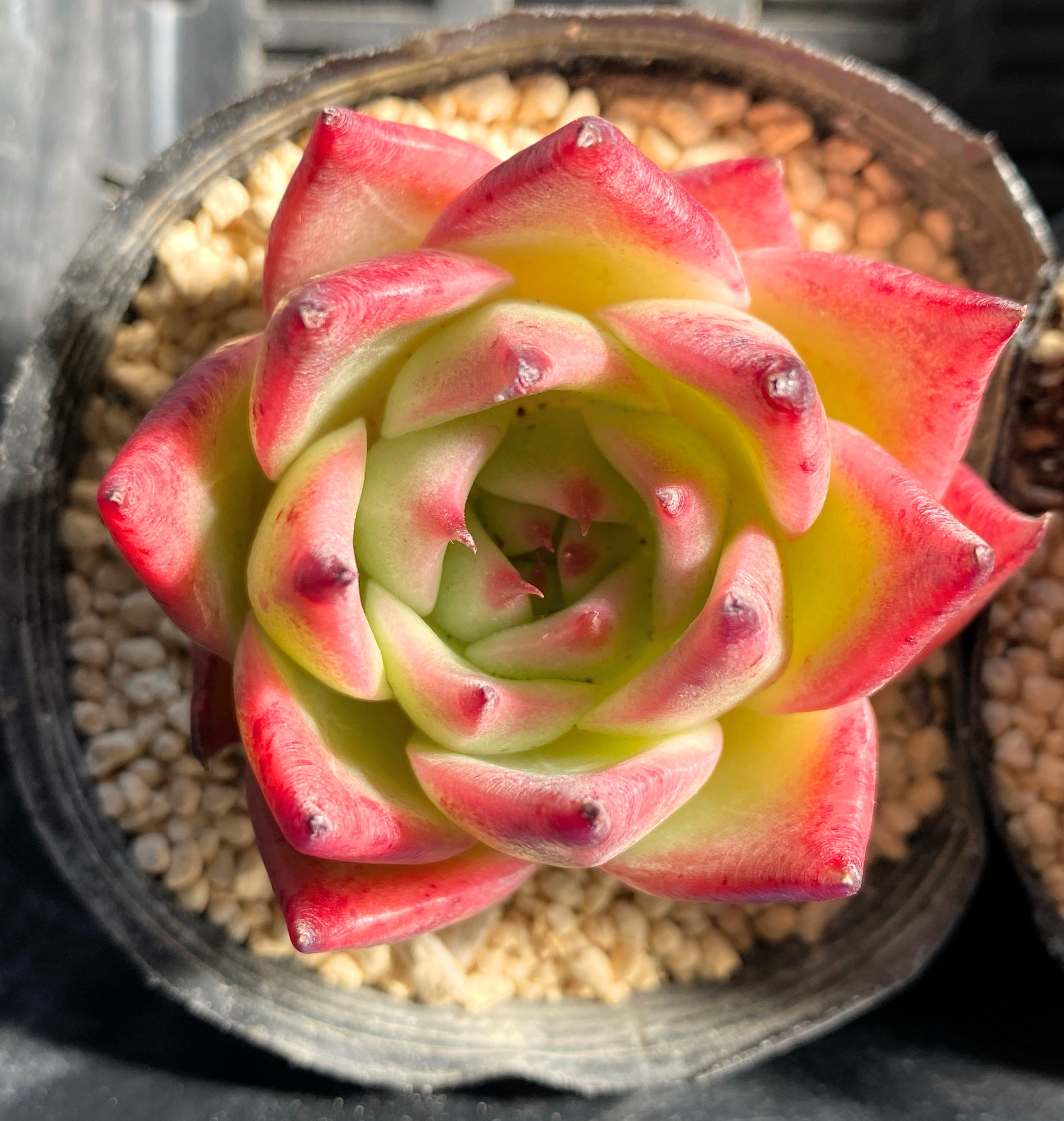 C6048×105 ハンブルク 土付き 肉厚 多肉植物 アエオニウム エケベリア