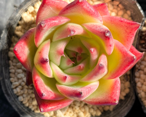 SALE】ホワイトホエール 韓国苗 多肉植物 多肉植物 プクニク 通販