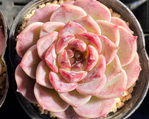 SALE】レッドベルベット 韓国苗 多肉植物 多肉植物 プクニク 通販 