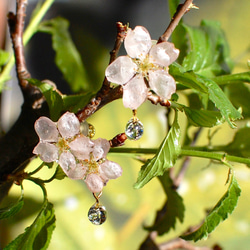 ジルコニアの雫したたる朝露桜✴︎3輪（本物・啓翁桜）〜ピアス・イヤリング 7枚目の画像