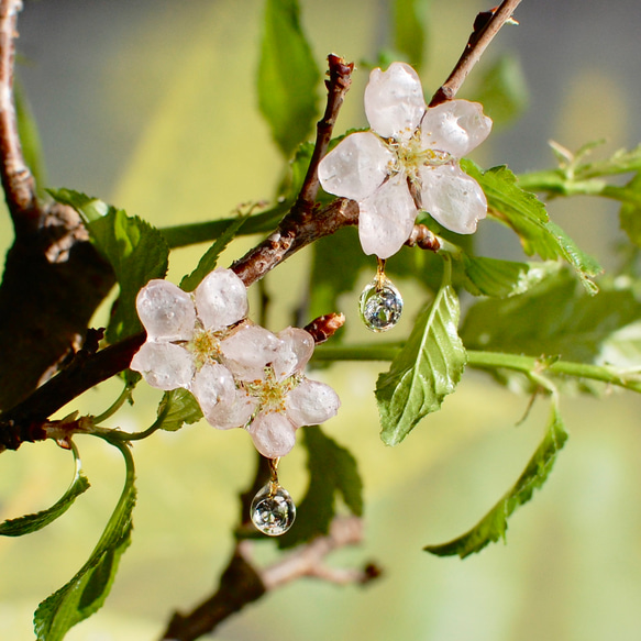 ジルコニアの雫したたる朝露桜✴︎3輪（本物・啓翁桜）〜ピアス・イヤリング 2枚目の画像