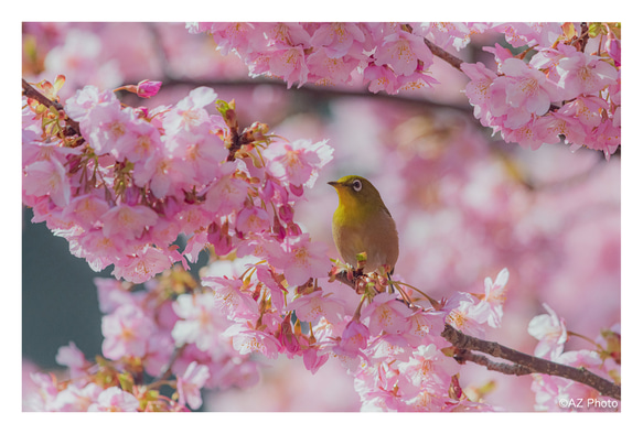 【A4写真用紙プリント（額縁なし）】桜とメジロ 1枚目の画像