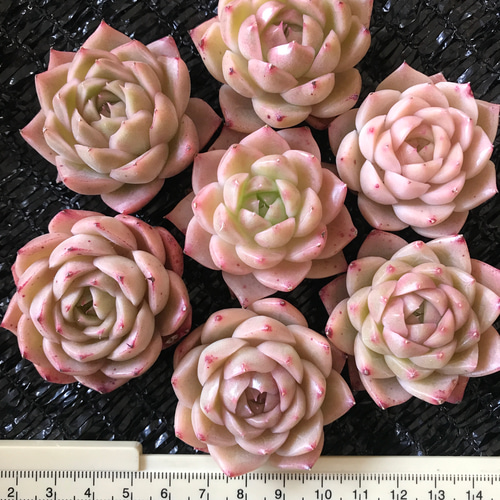 レア新交配品種 エケベリア 桜洋かん 1苗1600円 多肉植物 愛多肉
