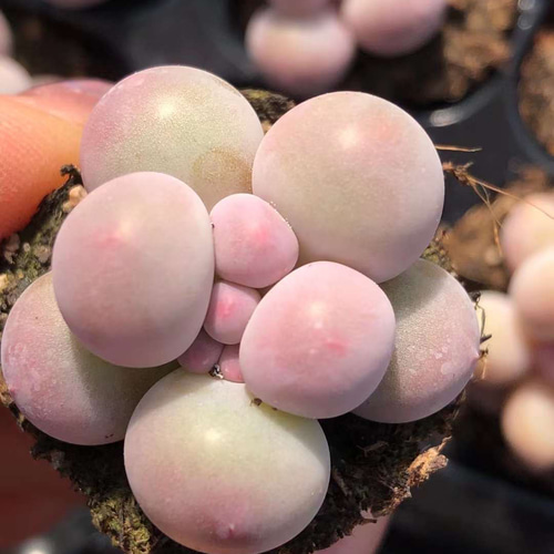 多肉植物 ぷくぷく系 団子チーズ 2-3cm 小苗 2苗1セット999円 多肉植物 ぷくぷく系 団子チーズ 2-3cm 小苗 2苗1セット999円