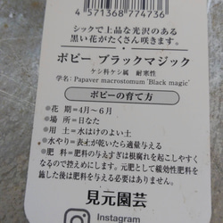 激レア！tef*tef*さんからの　ポピー　ブラックマジック　２ポットセット 11枚目の画像