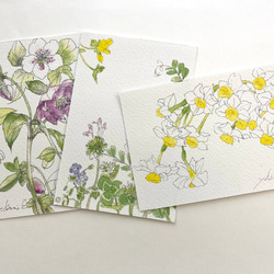 透明水彩画 紫陽花（あじさい）F10サイズ 額縁付 原画 新築