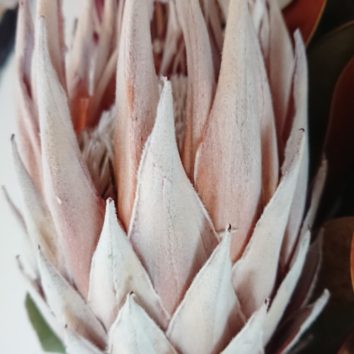 ドライフラワー★大きめネイティブリース★プロテア　アイバンホー　グレビレア ドライフラワー☆大きめネイティブリース☆プロテア