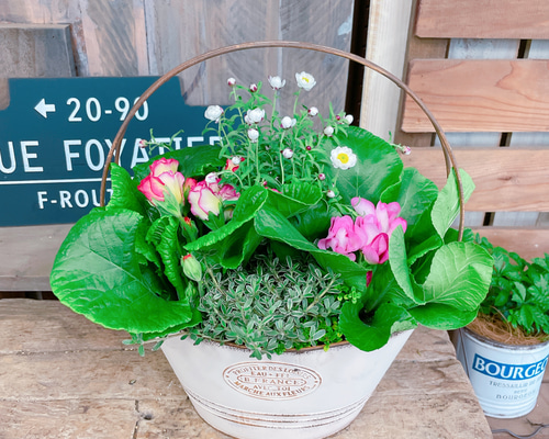 可愛い♡【春の寄せ植え！プレミアムバラ咲きジュリアン】可愛い