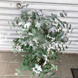 丸葉ユーカリ  Eucalyptus goniocalyx  ユーカリ・ゴニオカリックス 5枚目の画像