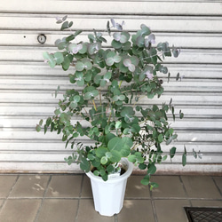 丸葉ユーカリ  Eucalyptus goniocalyx  ユーカリ・ゴニオカリックス 1枚目の画像