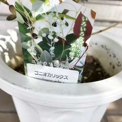 丸葉ユーカリ  Eucalyptus goniocalyx  ユーカリ・ゴニオカリックス 9枚目の画像