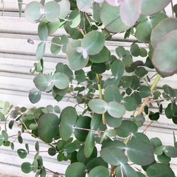 丸葉ユーカリ  Eucalyptus goniocalyx  ユーカリ・ゴニオカリックス 7枚目の画像