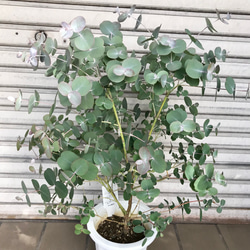 丸葉ユーカリ  Eucalyptus goniocalyx  ユーカリ・ゴニオカリックス 3枚目の画像