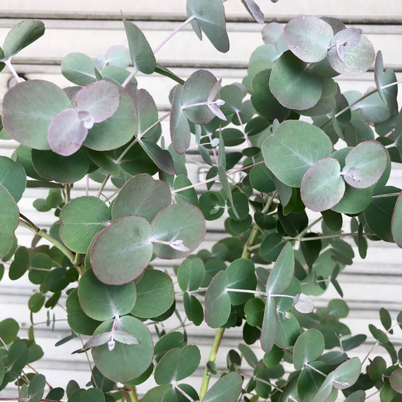 丸葉ユーカリ  Eucalyptus goniocalyx  ユーカリ・ゴニオカリックス 10枚目の画像