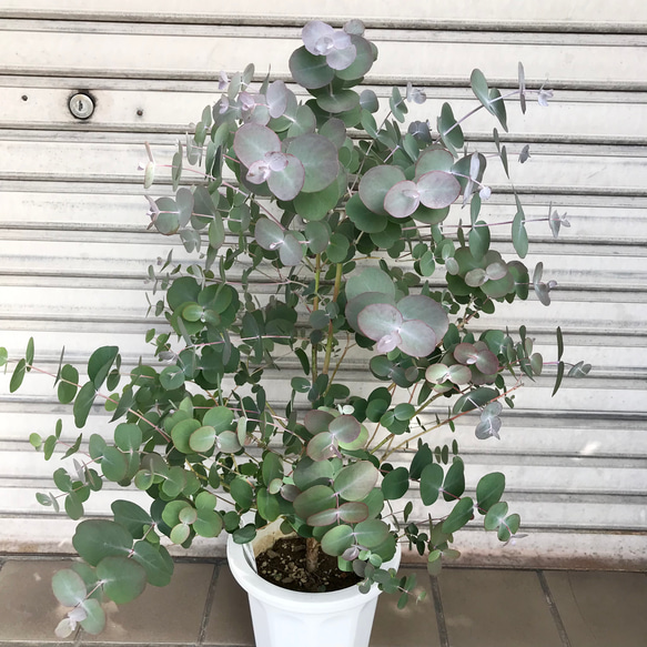 丸葉ユーカリ  Eucalyptus goniocalyx  ユーカリ・ゴニオカリックス 2枚目の画像