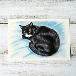 ポストカード猫パステル画３枚セット　〈クロ＋子猫たち〉 2枚目の画像