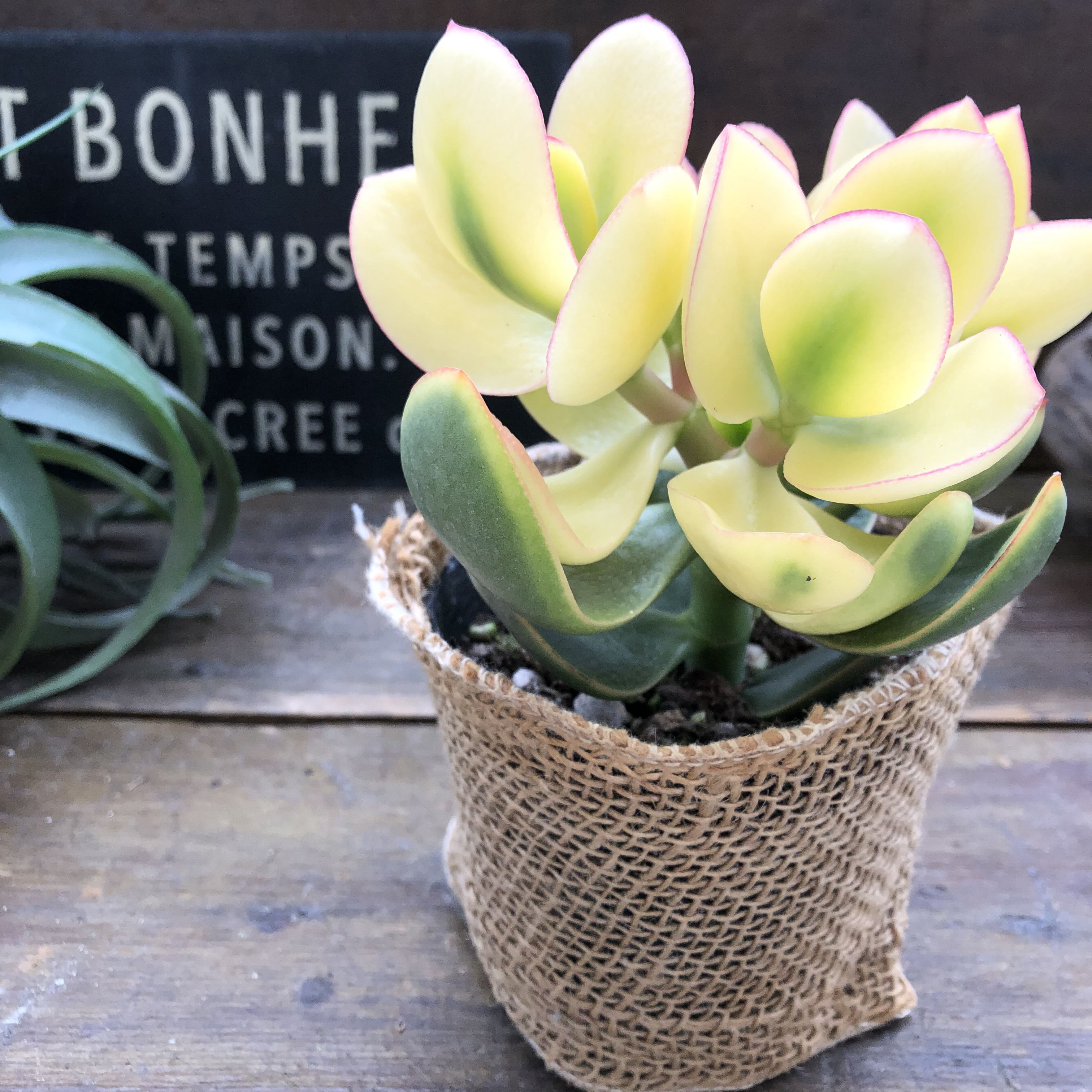 斑入り金のなる木　抜き苗