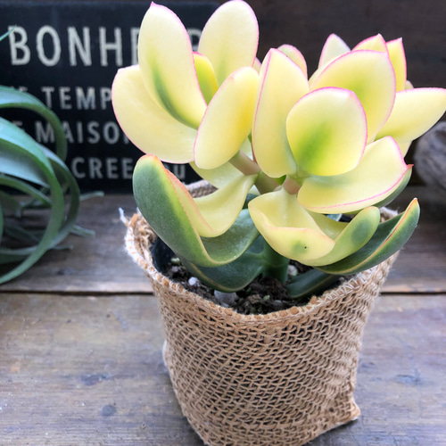 斑入り花月♡金のなる木♡美しい斑入り♡多肉植物 人造花 パリジェンヌ