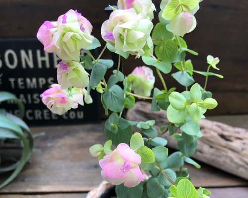 発色綺麗♡ケントオレガノビューティ 切り花 8本 花20以上 オレガノ”ケントビューティー”＊♡切花やドライフラワーになる観賞用花