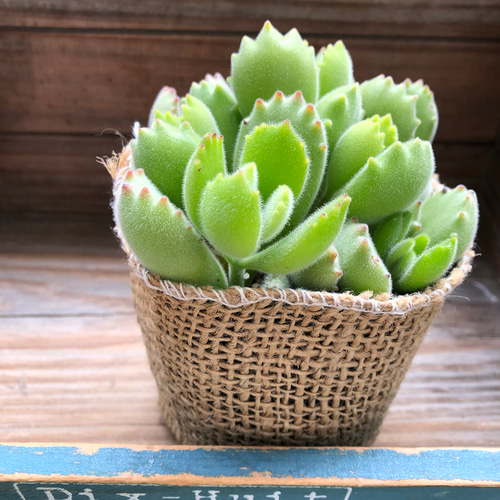 熊童子 多肉植物 熊童子♡多肉植物♡ぷっくり熊の手♡ アートフラワー パリジェンヌ