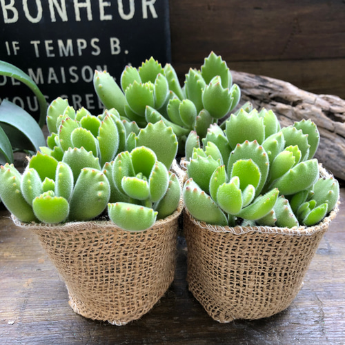 熊童子♡多肉植物♡ぷっくり熊の手♡ アートフラワー パリジェンヌ