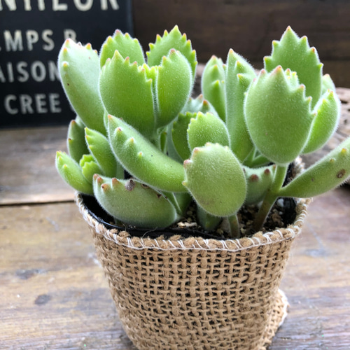 熊童子 多肉植物 熊童子♡多肉植物♡ぷっくり熊の手♡ アートフラワー パリジェンヌ