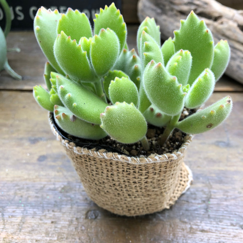 熊童子♡多肉植物♡ぷっくり熊の手♡ アートフラワー パリジェンヌ