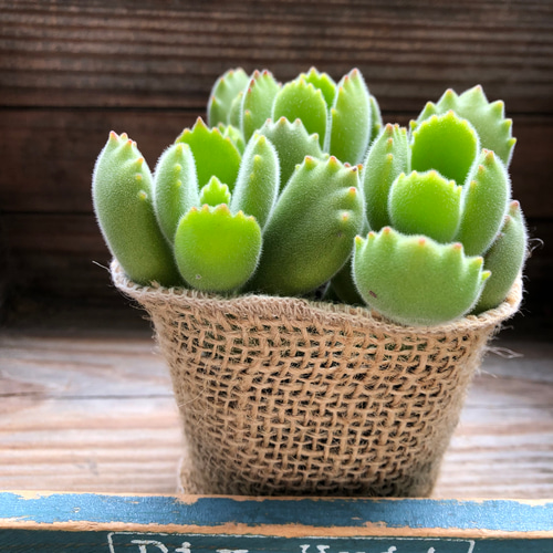 熊童子 多肉植物 熊童子♡多肉植物♡ぷっくり熊の手♡ アートフラワー パリジェンヌ