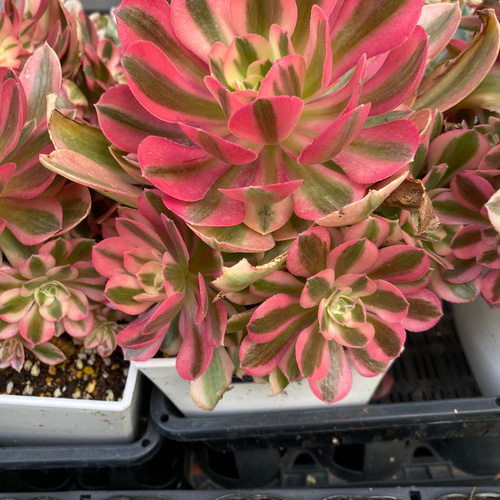 新入荷 アエオニウムピンクウィッチ 多肉植物 韓国輸入苗 超美苗