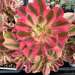 e2b918ac17c2c982949b7d416c001a