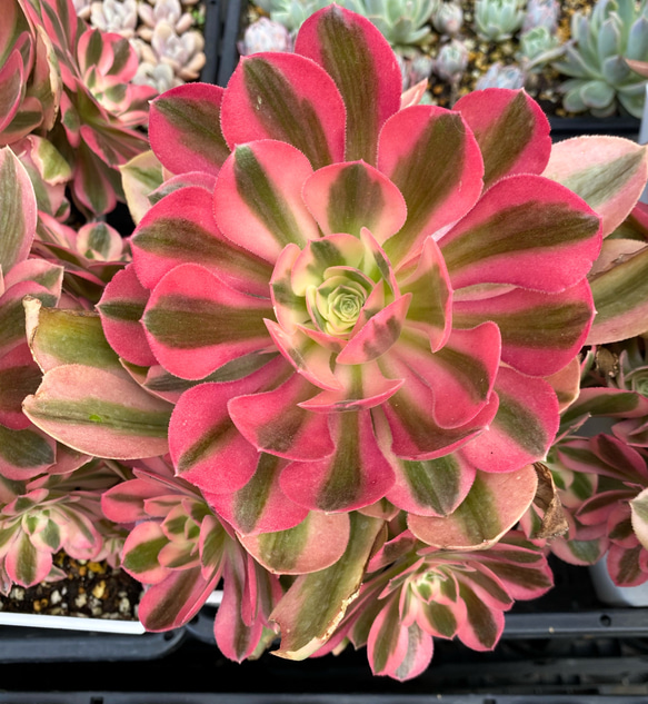 農園直売 多肉植物 寄せ植え アエオニウム属 丸葉ピンクウィッチ（群