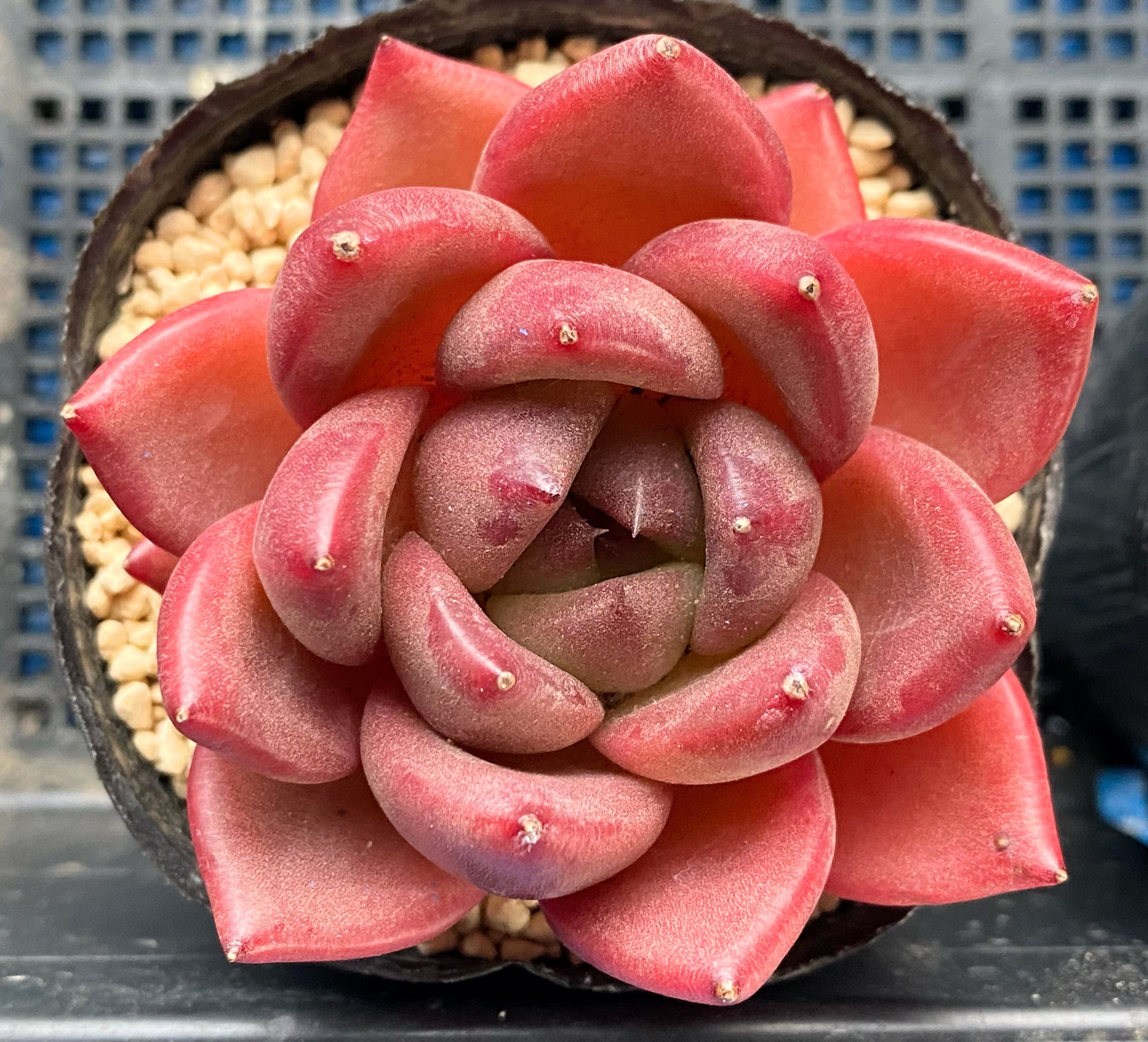 アンコール エケベリア 多肉植物 韓国苗