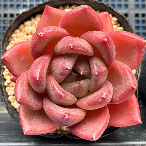 アンコール 韓国苗 多肉植物 多肉植物 プクニク 通販 15415040