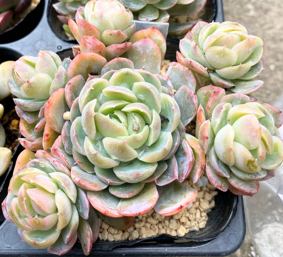 多肉植物 緑と赤のロゼット群生*5 多肉植物 緑と赤のロゼット群生*5 商品紹介 - 多肉植物の図鑑